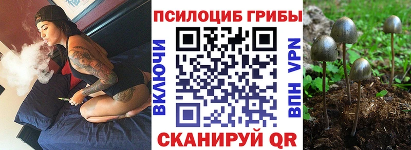 Купить закладки  Курчалой  Галлюциногенные грибы Psilocybe 